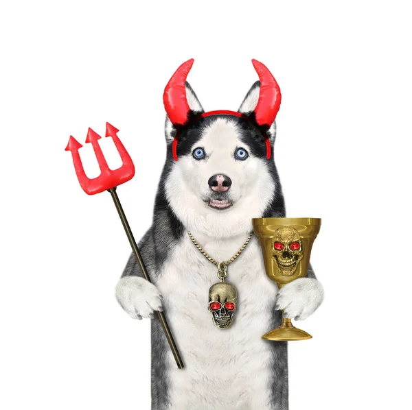 Psi Labrador Diabelskich Rogach Trzyma Złoty Kielich Trójząb Halloween Białe — Zdjęcie stockowe