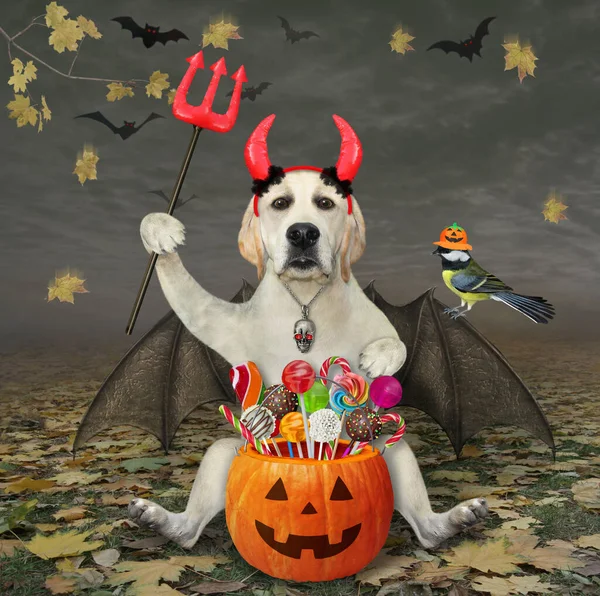 A dog labrador with bat wings and devil horns holds a pumpkin bucket with candies a trident  in the autumn forest for Halloween.