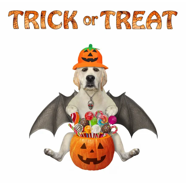 A dog labrador with bat wings in a holiday hat holds a pumpkin bucket with candies for Halloween. White background. Isolated.