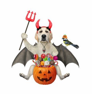 Yarasa kanatları ve şeytan boynuzları olan bir köpek labradoru Cadılar Bayramı için mızrak ve şekerle dolu bir balkabağı kovası tutuyor. Beyaz arka plan. İzole edilmiş.