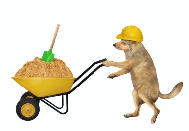 İnşaat kaskı takmış bej renkli bir köpek müteahhiti içi kum dolu bir el arabasını itiyor. Beyaz arka plan. İzole edilmiş.