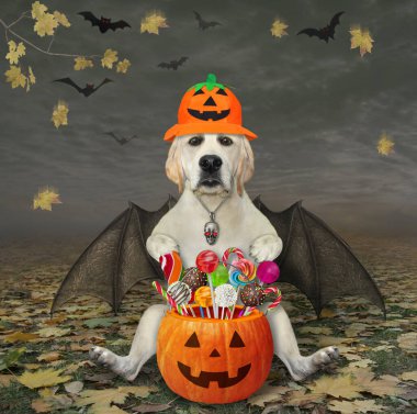 Bayram şapkasında yarasa kanatlı bir köpek labradoru Cadılar Bayramı için sonbahar ormanında şekerli bir balkabağı kovası tutuyor..