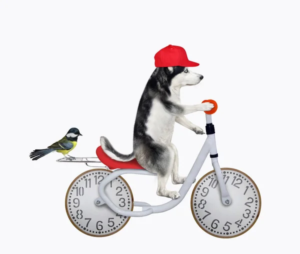 Dog Husky Red Cap Rides Bicycle Wheels Look Clock Face — Fotografia de Stock