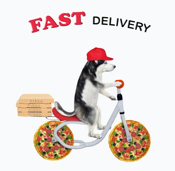 Ein Hundekurier Mit Roter Mütze Liefert Kisten Mit Pizza Fahrrad — Stockfoto