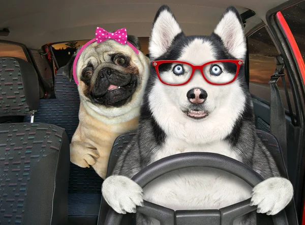 Perro Husky Gafas Con Pug Está Conduciendo Auto Carretera Por — Foto de Stock