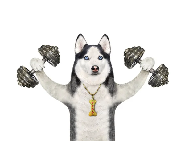 Dog Husky Athlete Lifts Hard Dumbbells White Background Isolated — Stock Photo, Image