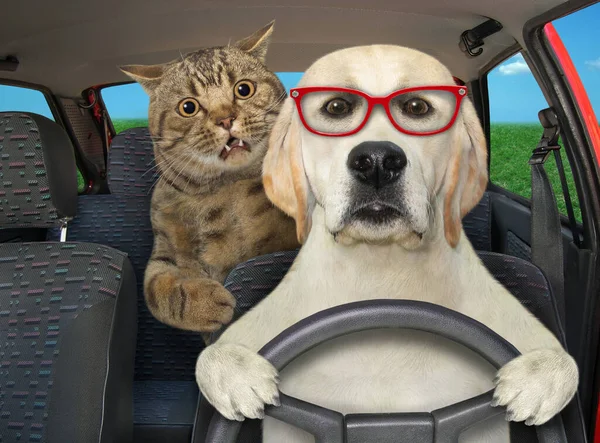 A dog labrador in glasses with his cat is driving a auto on the highway.