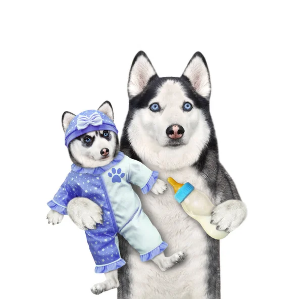 Perro Husky Sostiene Cachorro Vestido Con Traje Bebé Azul Alimenta — Foto de Stock