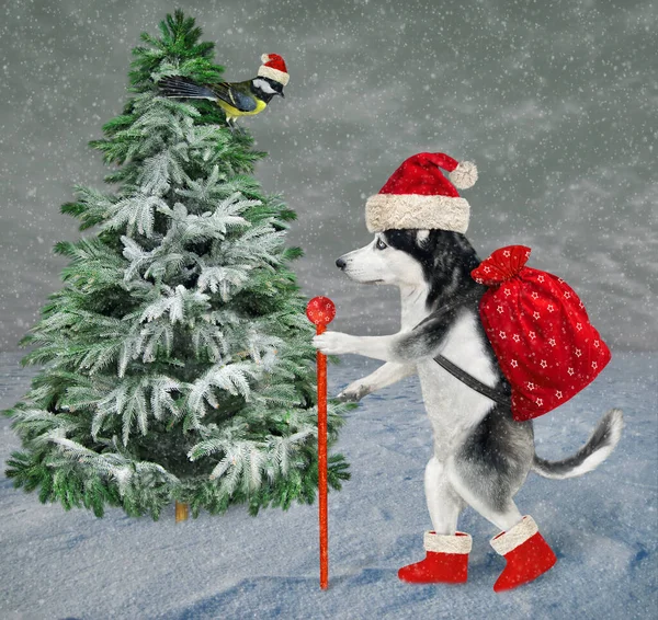 Pies Husky Stroju Świętego Mikołaja Laską Torbą Spaceruje Pobliżu Choinki — Zdjęcie stockowe