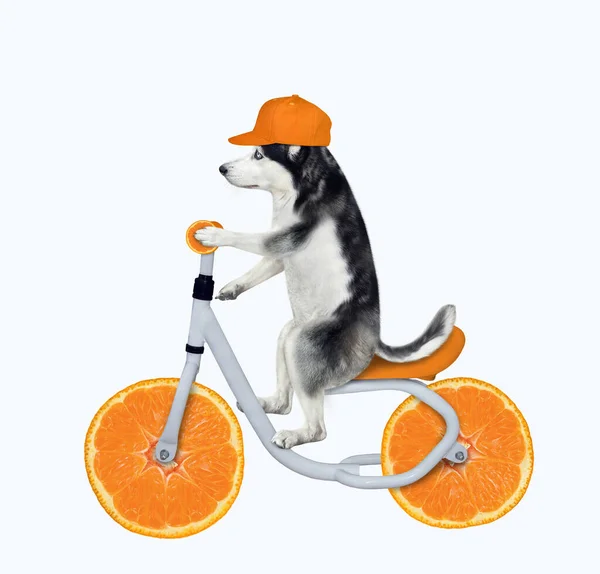 Cane Husky Berretto Sta Guidando Una Bicicletta Arancione Sfondo Bianco — Foto Stock