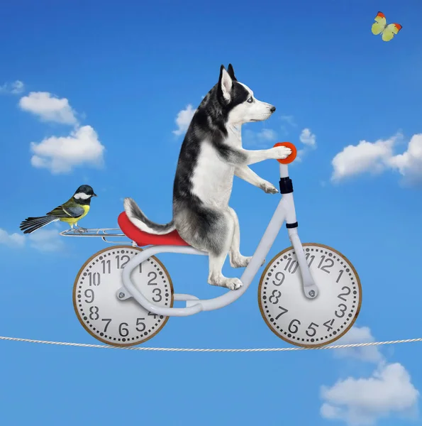 A dog husky acrobat is riding a bike on the tightrope. Blue sky background.