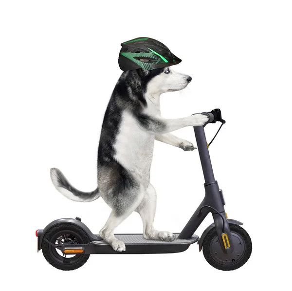 Dog Husky Bicycle Helmet Riding Black Electric Scooter White Background — Zdjęcie stockowe