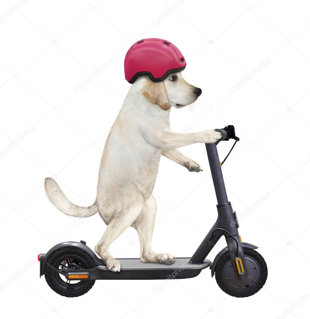 A dog labrador in a bicycle helmet is riding a black electric scooter. White background. Isolated.