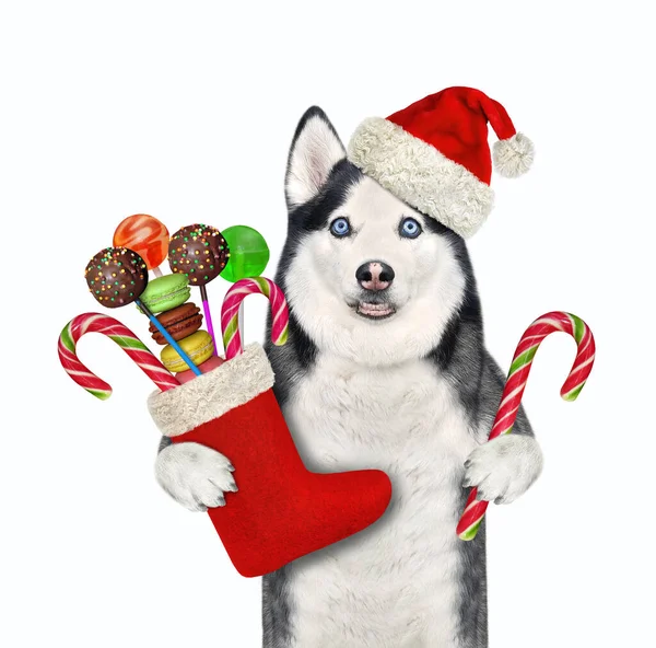 Perro Husky Con Sombrero Rojo Santa Claus Sostiene Una Bota —  Fotos de Stock