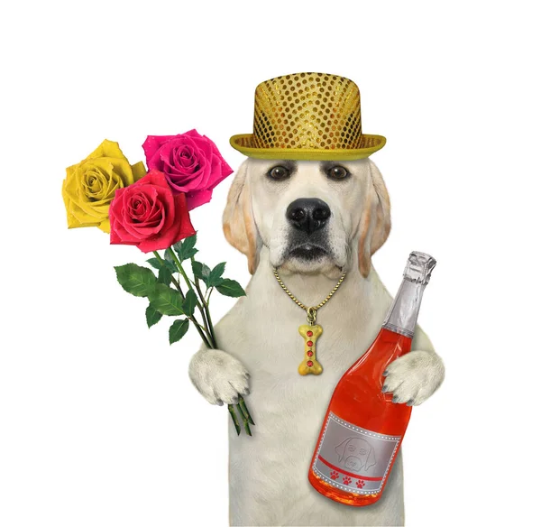 Cão Labrador Segura Uma Garrafa Vinho Tinto Buquê Rosas Fundo — Fotografia de Stock