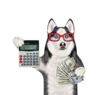 Gözlüklü iri kıyım bir köpek işadamı elinde bir hesap makinesi ve dolar hayranı tutuyor. Beyaz arka plan. İzole edilmiş.