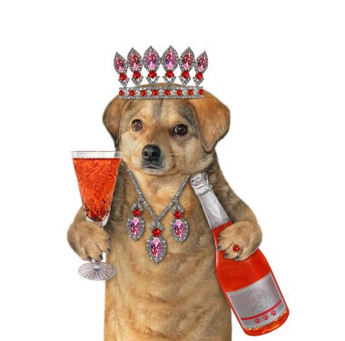 Diademdeki bej bir köpek bir şişe kırmızı şarap ve bir bardak dolusu şarap tutar. Beyaz arka plan. İzole edilmiş.