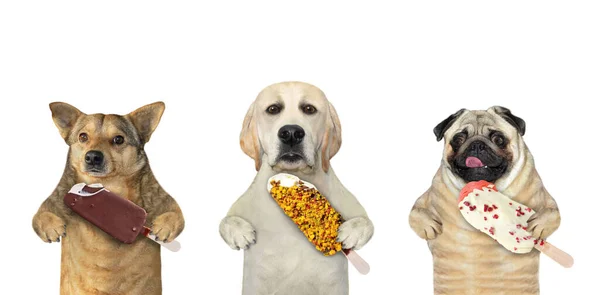 Drei Hunde Essen Eis Weißer Hintergrund Isoliert — Stockfoto