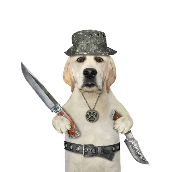 犬のラブラドールハンターは狩猟ナイフを持っています 白地だ — ストック写真