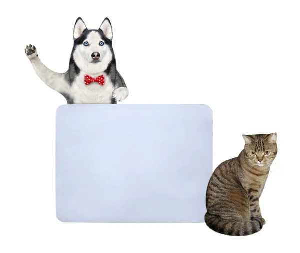 Собачья Хаски Бежевая Кошка Рядом Большим Пустым Плакатом Белый Фон — стоковое фото