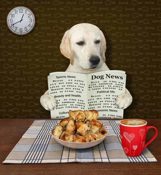 Dog Labrador Newspaper Having Dinner Home — Stock Photo, Image