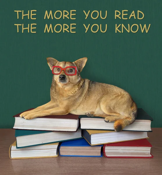 Cão Bege Óculos Está Mentindo Uma Pilha Livros Fundo Branco — Fotografia de Stock