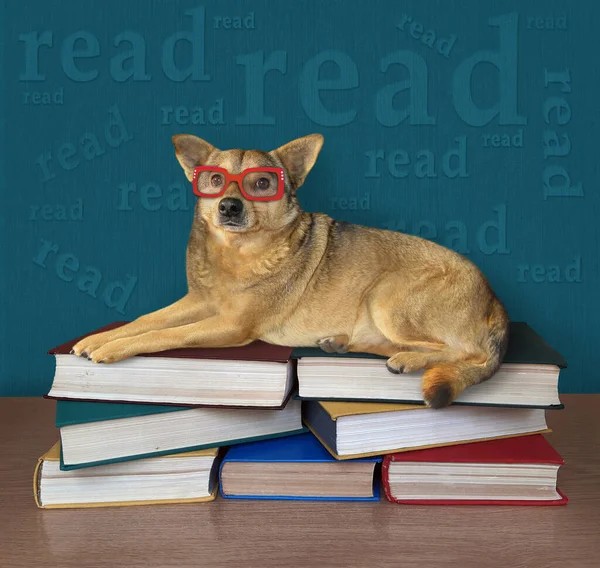 Een Beige Hond Met Bril Ligt Een Stapel Boeken — Stockfoto