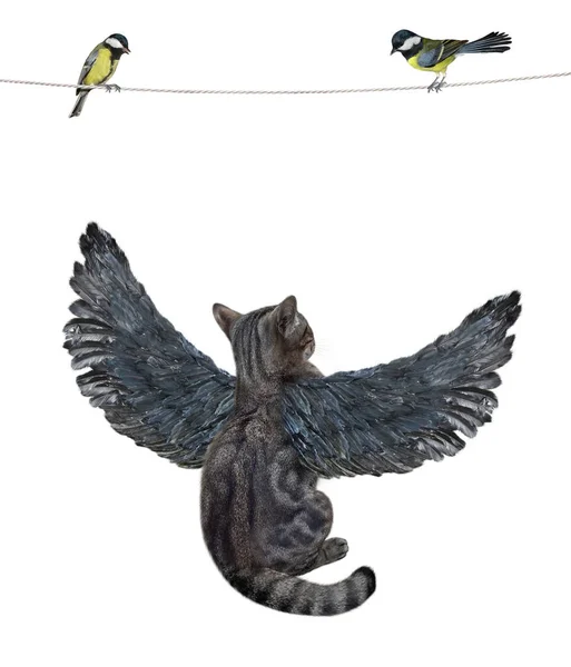 Gato Gris Con Alas Pájaro Mira Los Pájaros Sentados Cuerda —  Fotos de Stock