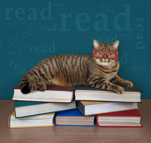 Gato Beige Gafas Está Mintiendo Montón Libros — Foto de Stock