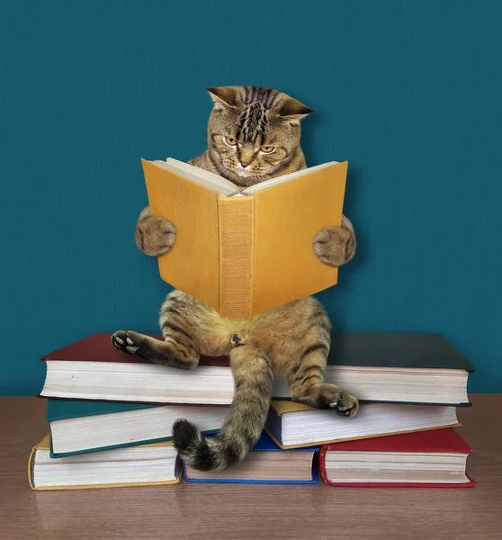 Gato Bege Com Livro Aberto Está Sentado Uma Pilha Livros — Fotografia de Stock