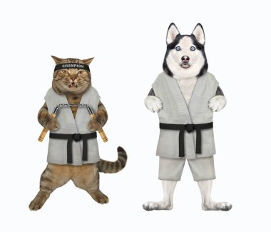 Köpek Husky ve mınçıka taşıyan bej kedi kimono giyen karate atletleridir. Beyaz arka plan. İzole edilmiş.
