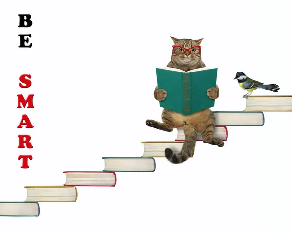 Béžová Kočka Brýlích Otevřenou Knihou Sedí Schodech Knih Buď Chytrý — Stock fotografie