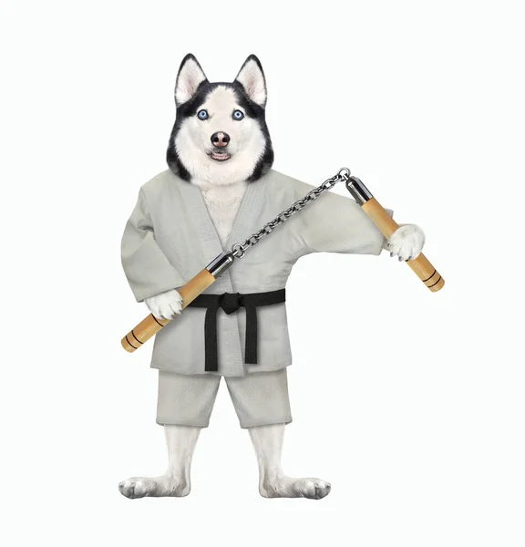 Dog Husky Karate Athlete Kimono Nunchucks Exercising White Background Isolated — Stock Photo, Image