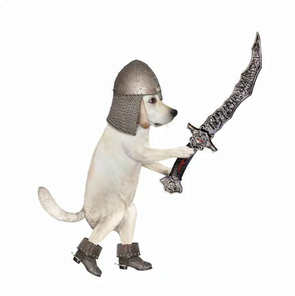 Cão Labrador Num Capacete Cavaleiro Armado Com Uma Espada Torta — Fotografia de Stock