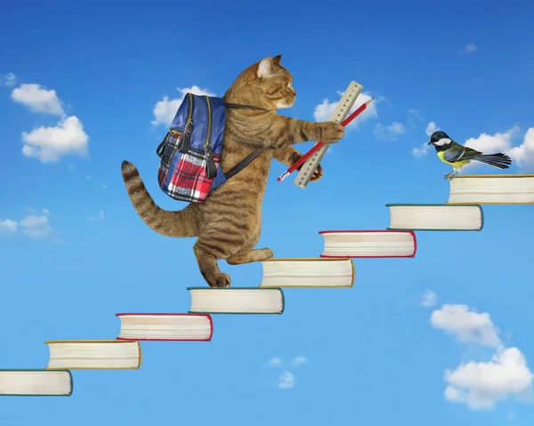 A beige cat with a backpack is walking up the stairs from books in the sky.