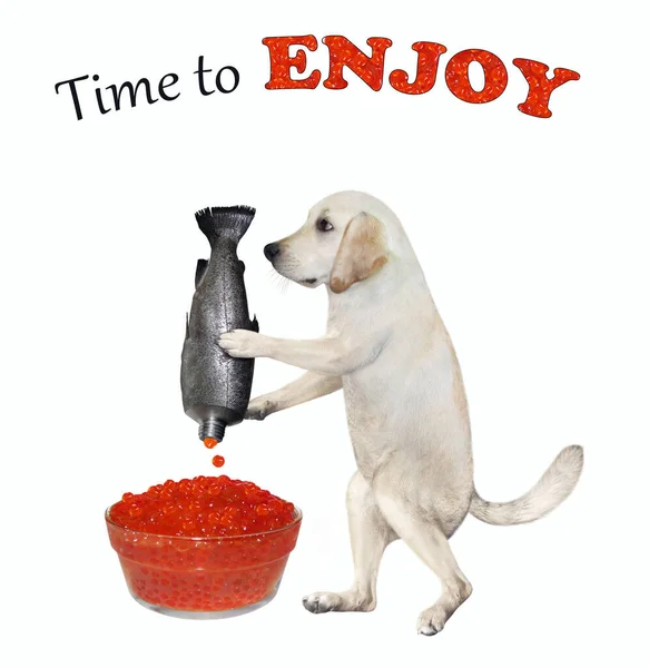 Dog Labrador Squeezing Red Caviar Glass Bowl Time Enjoy White — Stock Photo, Image
