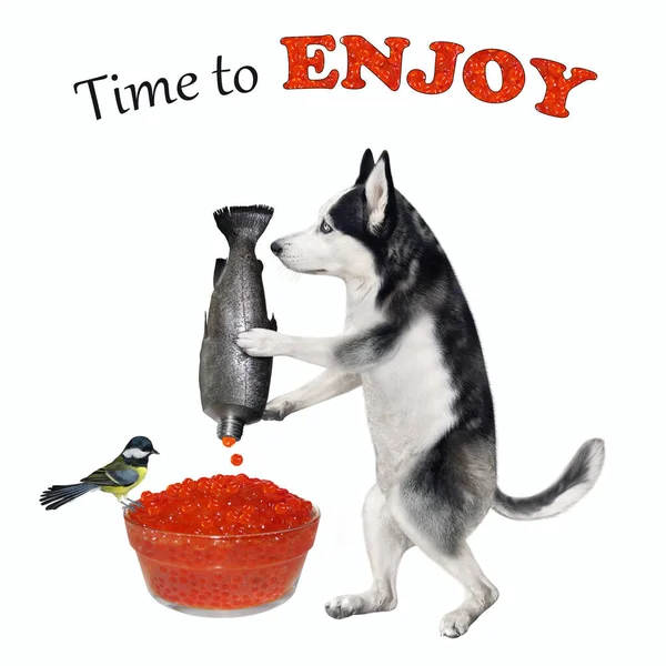 Dog Husky Squeezing Red Caviar Glass Bowl Time Enjoy White — Stock Photo, Image