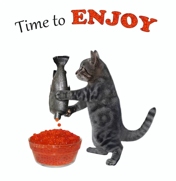 Eine Graue Katze Drückt Roten Kaviar Eine Glasschale Zeit Zum — Stockfoto