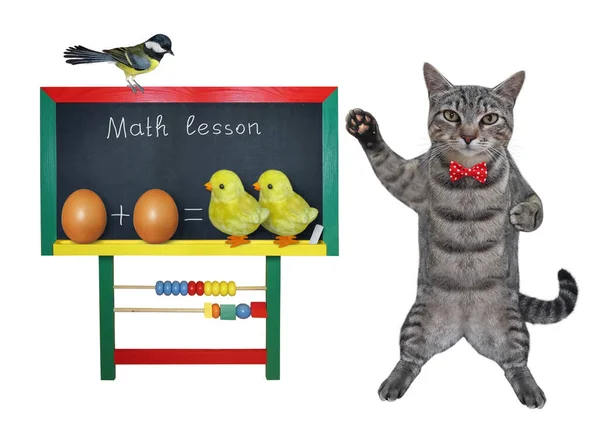 Grå Katt Nära Skola Styrelse Med Rolig Matematik Ekvation Vit — Stockfoto