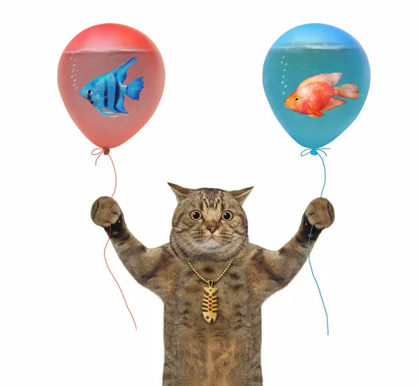 Gato Beige Sostiene Globos Con Agua Dentro Ellos Hay Peces — Foto de Stock