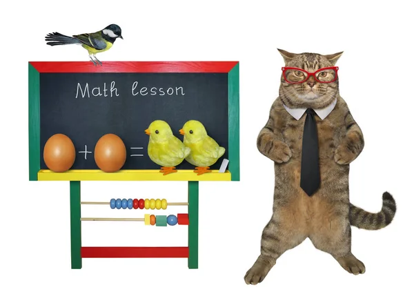 Beżowy Kot Jest Pobliżu Szkoły Zabawnym Równaniem Matematycznym Białe Tło — Zdjęcie stockowe