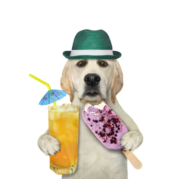 Hasır Şapkalı Bir Köpek Labrador Yaban Mersinli Dondurma Yiyor Meyve — Stok fotoğraf