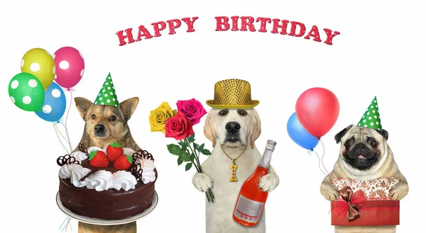 Three dogs are celebrating a birthday. White background. Isolated.