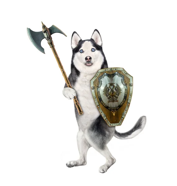 Dog Husky Armed Shield Battle Axe Attacks White Background Isolated — Stock Photo, Image