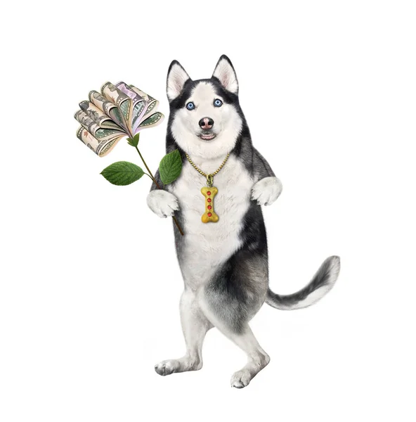 Een Hond Husky Houdt Een Geldbloem Vast Witte Achtergrond Geïsoleerd — Stockfoto