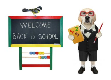 Matematik kitabı ve kurşun kalemi olan bir köpek labradoru okula hoş geldin yazılı bir karatahtanın yanındadır. Beyaz arka plan. İzole edilmiş.