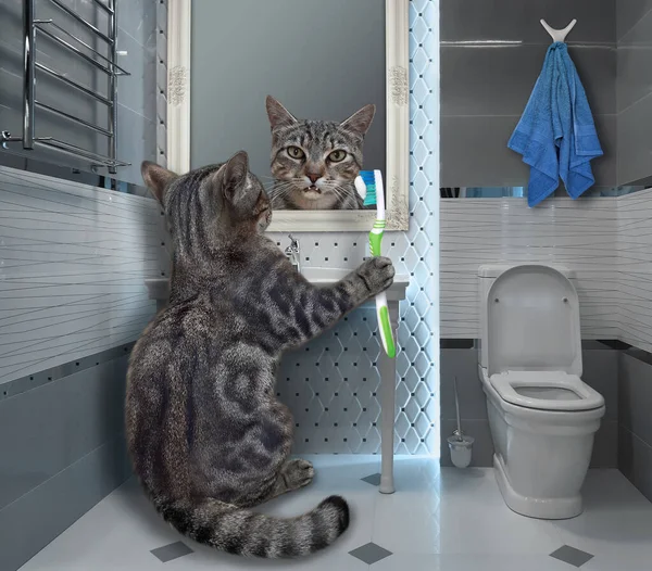 Gato Cinza Com Uma Escova Dentes Está Escovando Dentes Banheiro — Fotografia de Stock