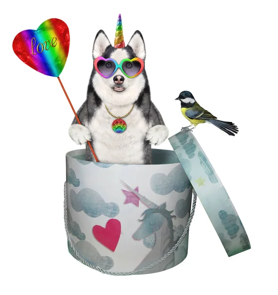 Dog Husky Unicorn Sunglasses Lollipop Gift Box White Background Isolated — Stock Photo, Image