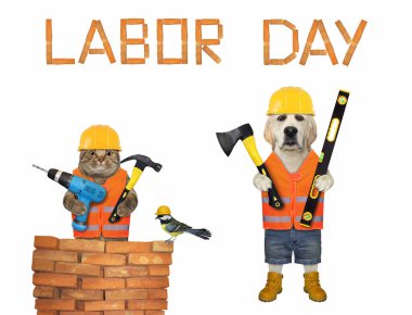 Matkaplı bej bir kedi ve baltalı bir köpek labradoru doğum gününü kutluyor. Beyaz arka plan. İzole edilmiş.