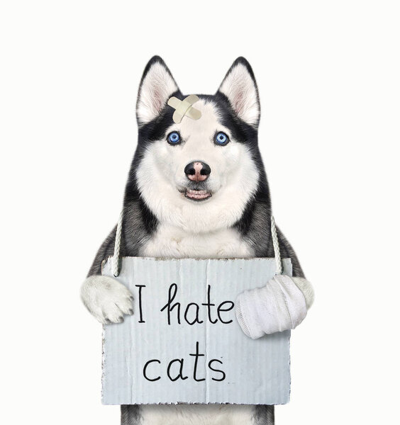 A dog husky with a sign around his neck that says I hate cats. White background. Isolated.
